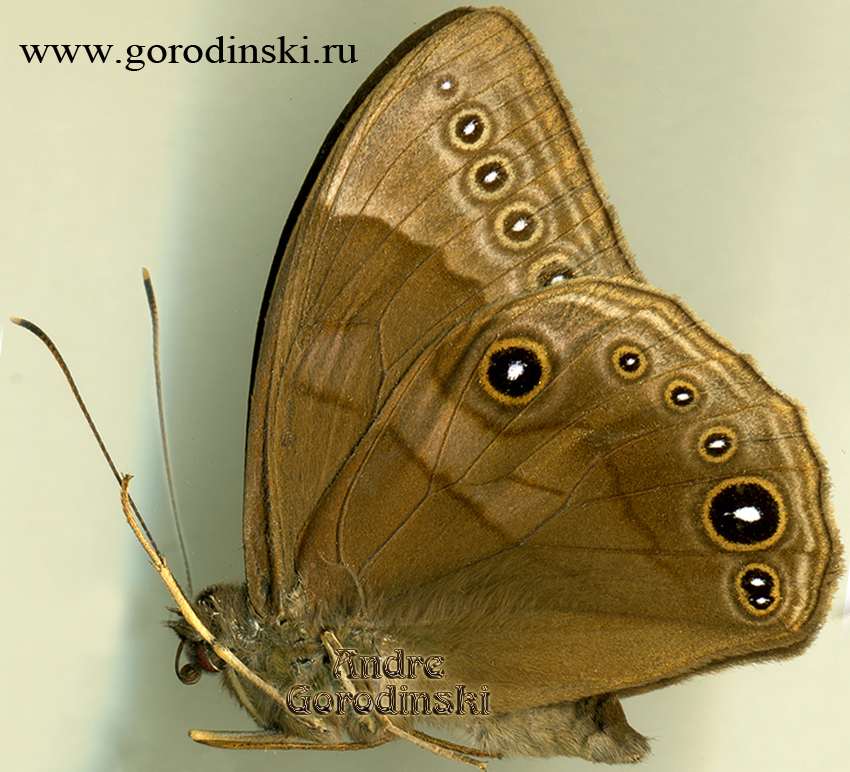 http://www.gorodinski.ru/satyridae/Lethe lanaris.jpg